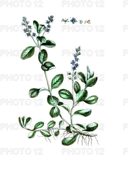 Veronica officinalis