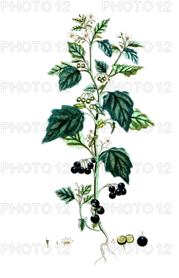 Solanum nigrum