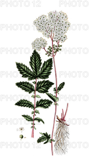 Spirea ulmaria