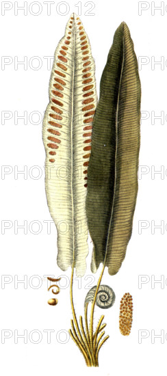 Asplenium scolopendrium