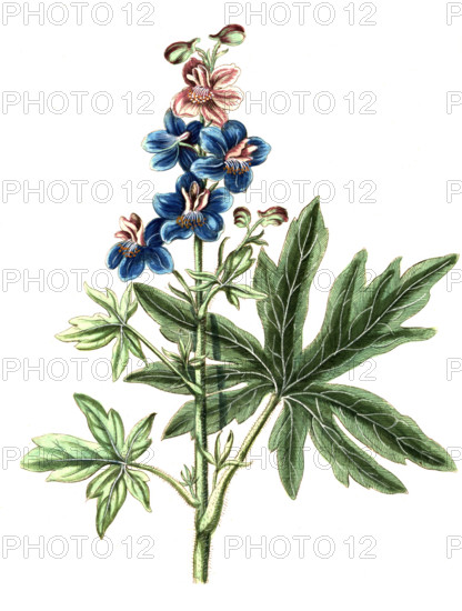 Delphinium staphisagria