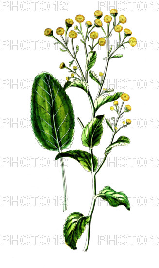 Paris quadrifolia