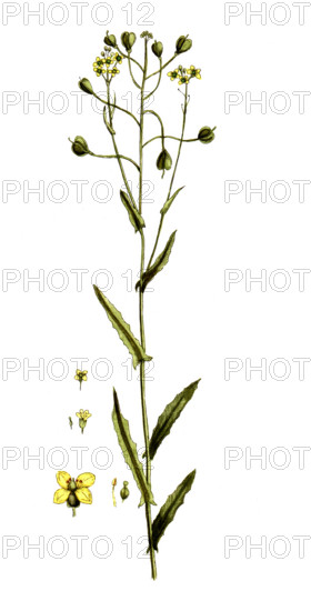 Camelina sativa