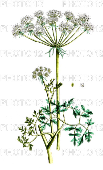 Athamantha oreoselinum