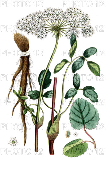 Laserpitium latifolium