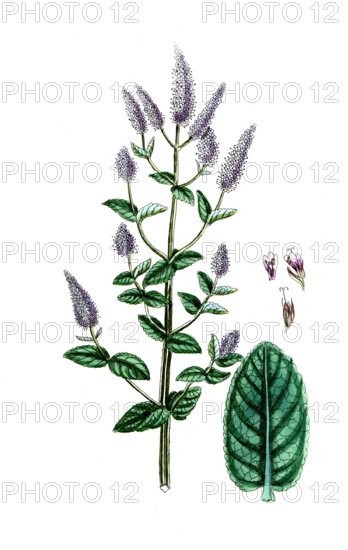 Mentha sylvestris