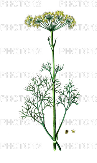 Peucedanum officinale