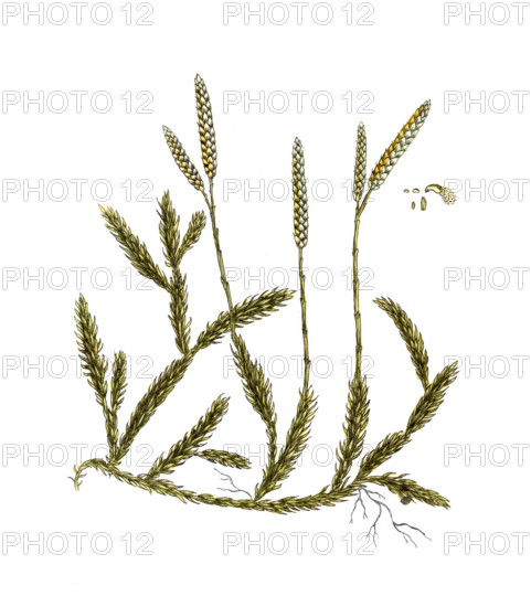 Lycopodium clavatum