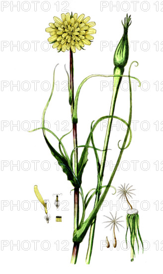 Tragopogon pratense