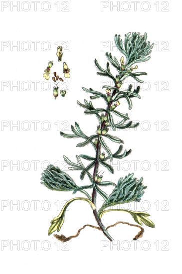 Teucrium chamaedrys
