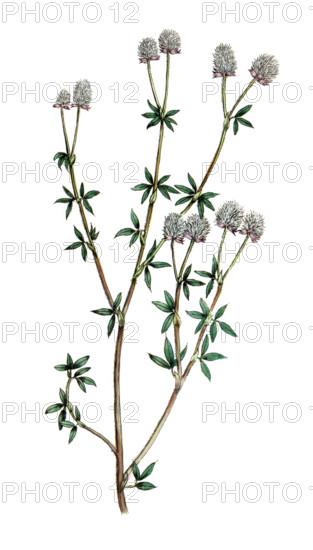 Trifolium arvense