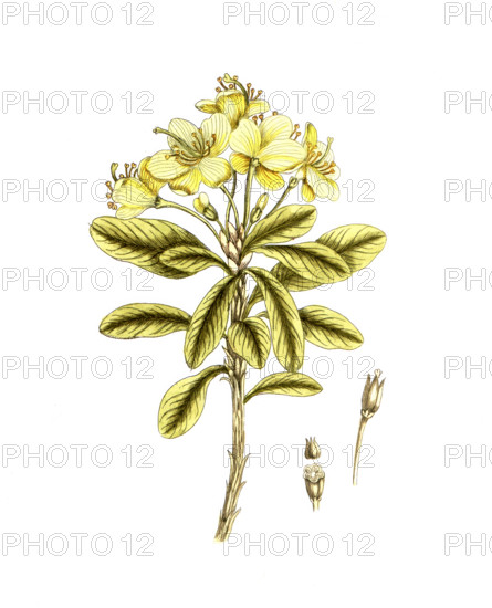 Rhododendron chrysanthemum