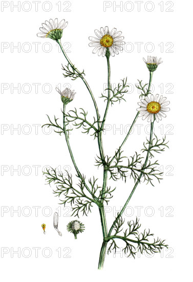 Anthemis cotula