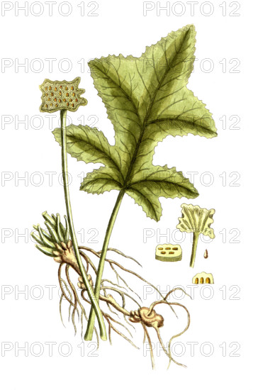 Dorstenia contrayerva