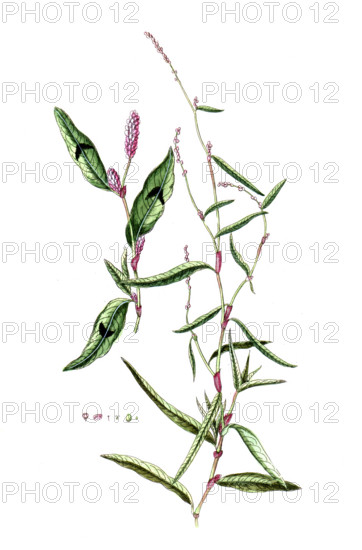 Polygonum hydropiper
