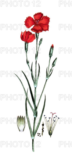 Dianthus caryophillus