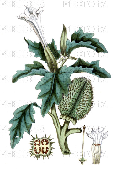 Datura stramonium