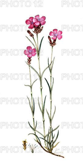Dianthus carthusianorum