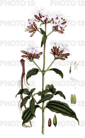 Saponaria officinalis