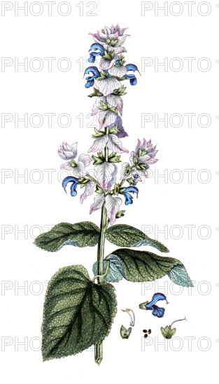 Salvia sclarea