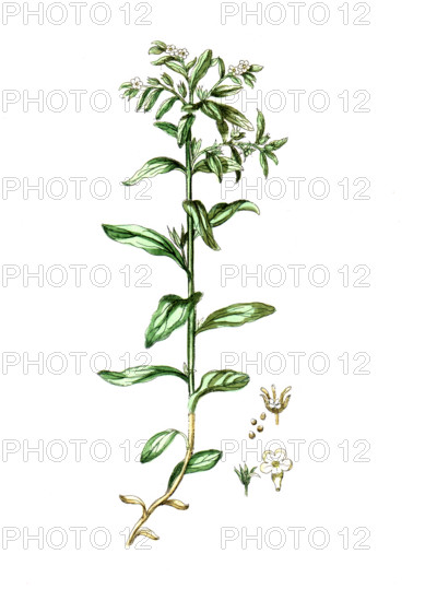 Lithospermum officinale