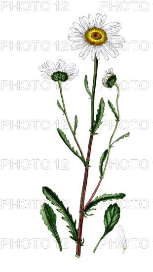 Chrysanthemun leucanthemum
