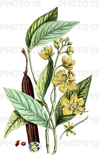 Cassia fistula