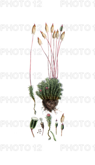 Polytrichum commune