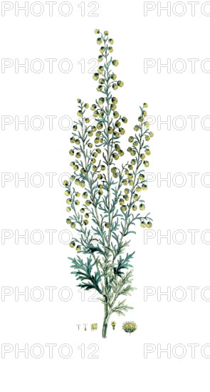 Artemisia pontica