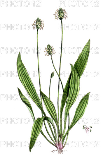 Plantago lanceolata