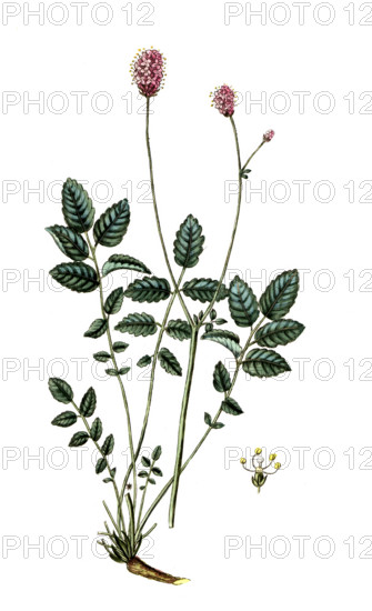 Sanguisorba officinalis