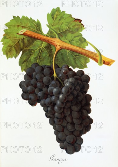 Ampelograhie. grape variety science. oenology. viticulture. grape. vine. Gamza grape. digitally enhanced reproduction of a model by Jules Tronca (1855 to 1915). historical