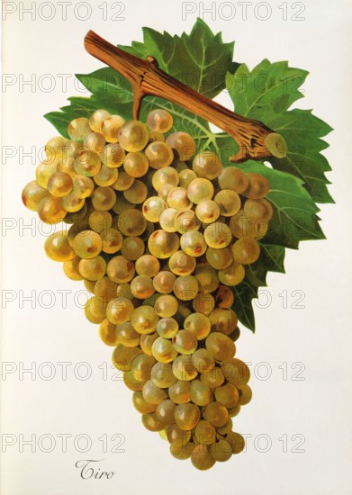 Ampelograhie. grape variety science. oenology. viticulture. grape. vine. Tiro grape. digitally enhanced reproduction of a model by Jules Tronca (1855 to 1915). historical