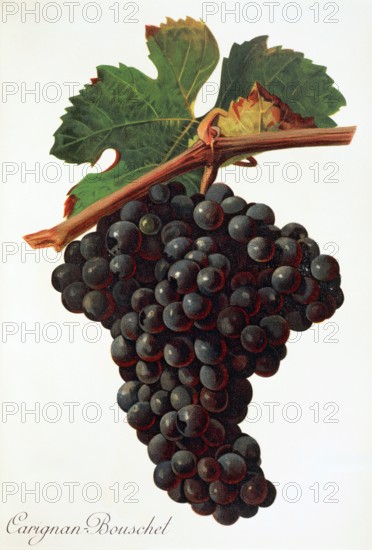 Ampelograhie. grape variety science. oenology. viticulture. grape. vine. Carigna-Bouschet grape. digitally enhanced reproduction of a model by Jules Tronca (1855 to 1915). historical