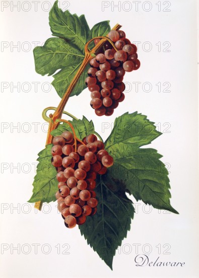 Ampelograhie. grape variety science. oenology. viticulture. grape. vine. Delaware grape. digitally enhanced reproduction of an original by Jules Tronca (1855 to 1915). historical