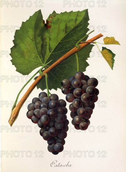Ampelograhie. grape variety science. oenology. viticulture. grape. grapevine. Catawba grape. digitally enhanced reproduction of a model by Jules Tronca (1855 to 1915). historical