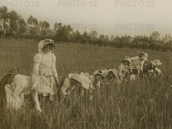 Rice weeders in a rice field