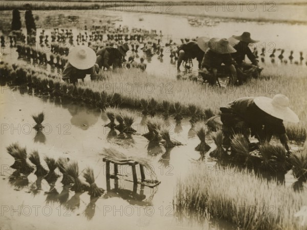 Rice harvest in Wuhan Province, Japan.