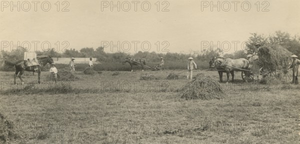 Alfalfa harvesting in Argentina. 
	
	 1910-1940