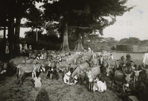 Donkey breeding in Guinea-Bissau.  Re-print 1971