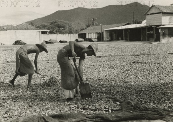 Drying coconuts in Venezuela. ca. 1930