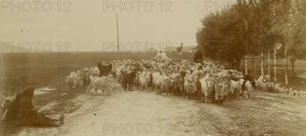 Goats along a road in Romania. 
	
		1930