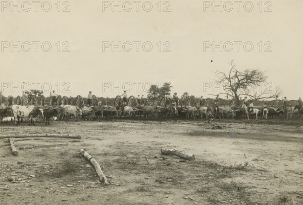 Log wagons in Paraguay. 
	
		1910-1940