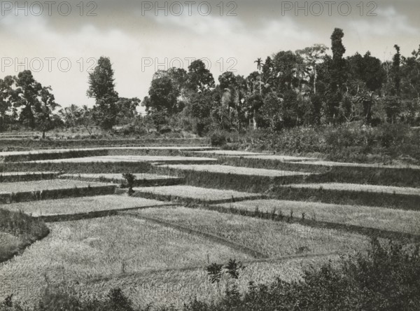 Rice fields in Travancore: India. before 1949