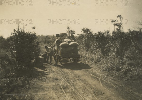 Coffee harvest in Brazil. 1910-1940