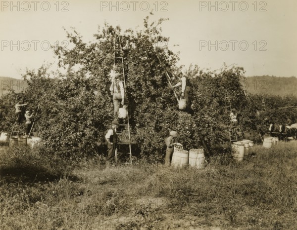 Apple picking in the Annapolis Valley in Nova Scotia: Canada. ca. 1920
