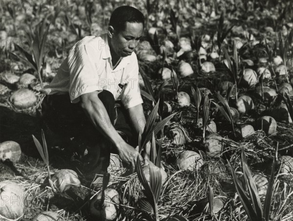Coconut plantation in Malaysian Borneo. 1962