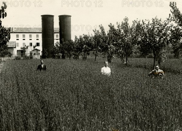 Wheat cultivation in Mareno di Piave