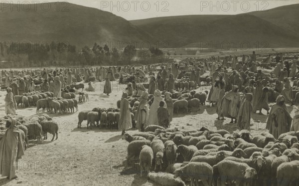 Sheep Market in Biskra.
