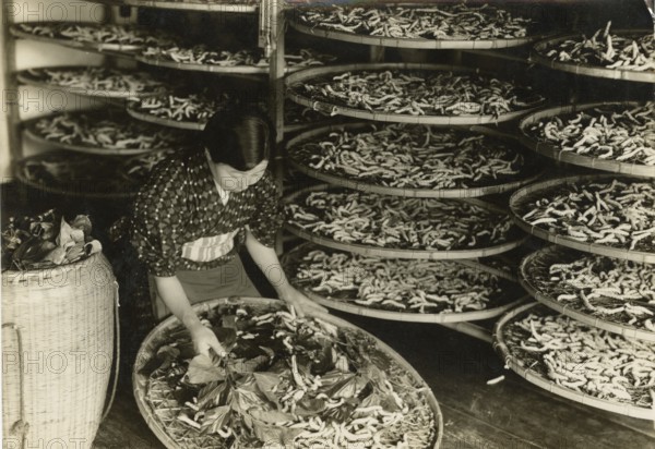 Silkworm breeding in Japan.